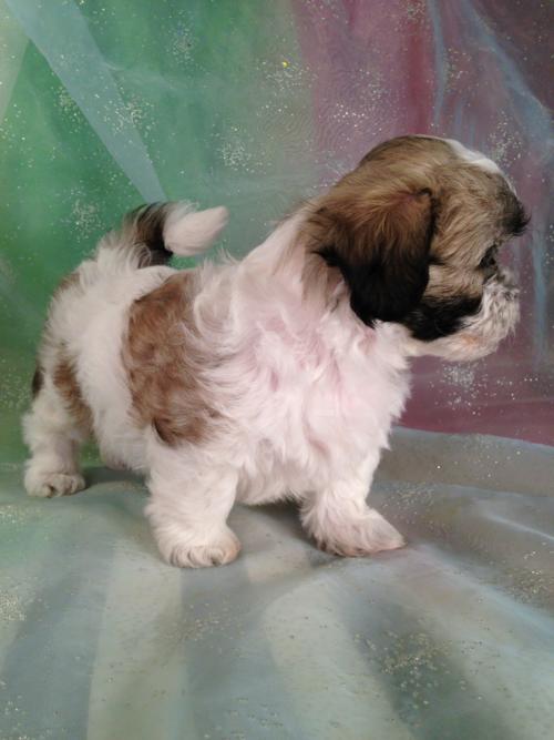 Teddy bear puppies available in North central Iowa!